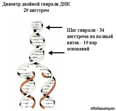 Синтез молекулы ДНК