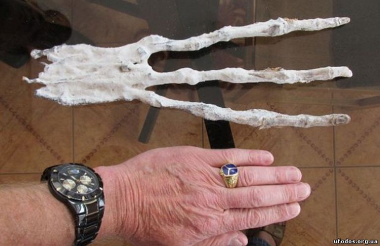 Сравнение руки мумии с человеческой рукой